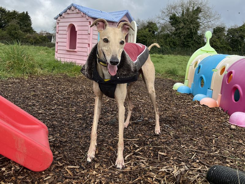 Nala | Lurcher