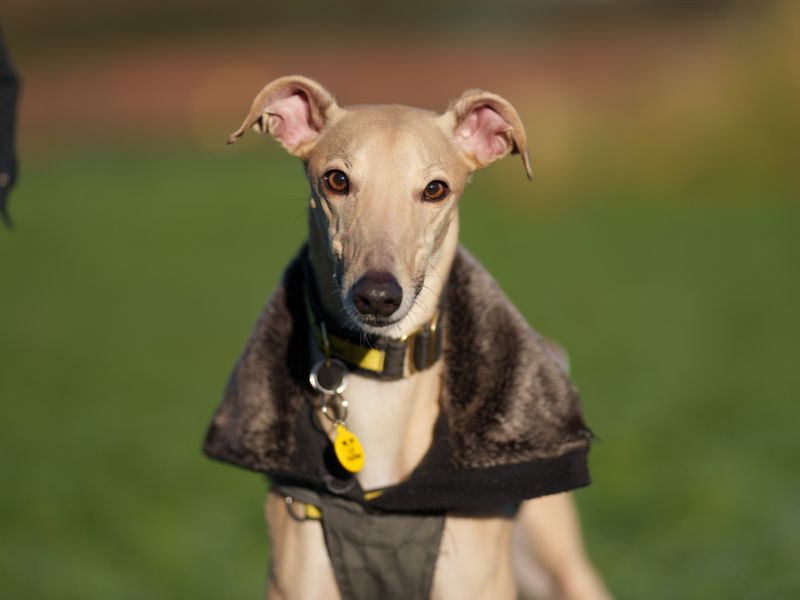 Nala | Lurcher
