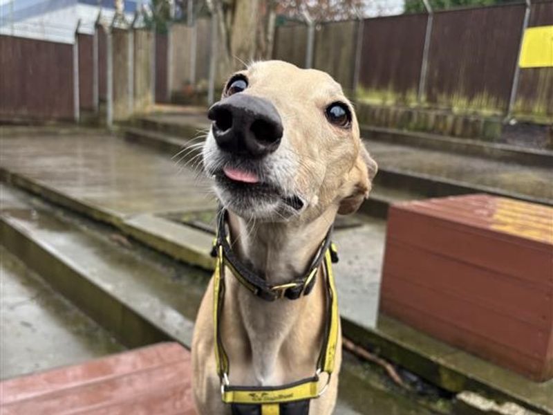 Nala | Lurcher