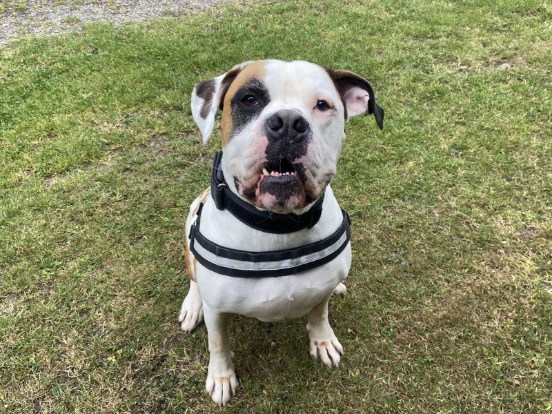 Benji | American Bulldog