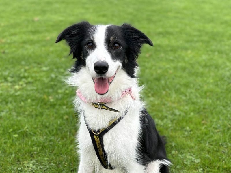 Noelle | Collie: ( All Breeds )