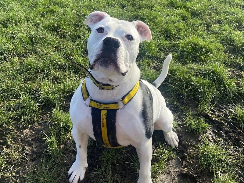 Neville | Staffordshire Cross