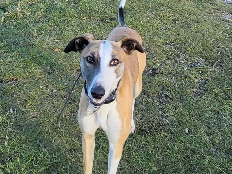 Elliot | Lurcher