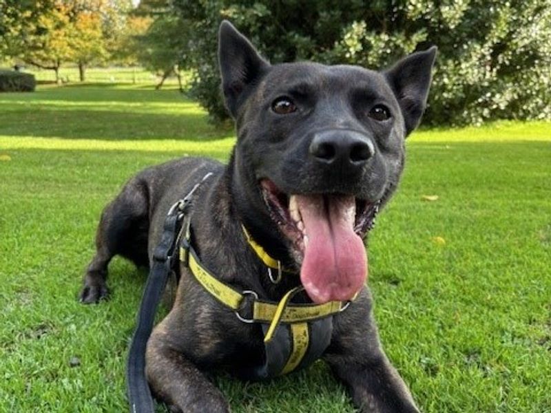 Koby | Alsatian ( All Breeds )