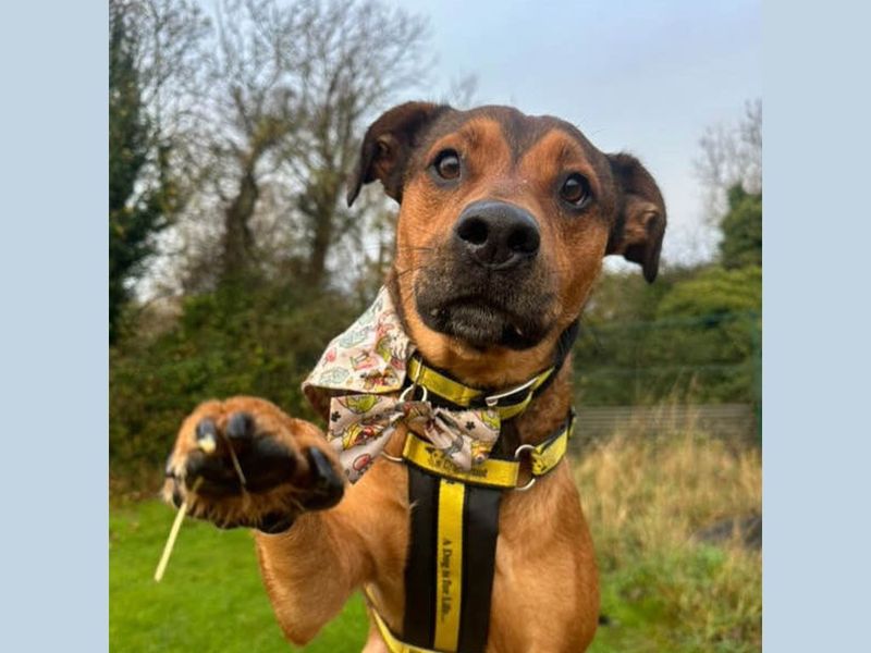 Benny | Crossbreed
