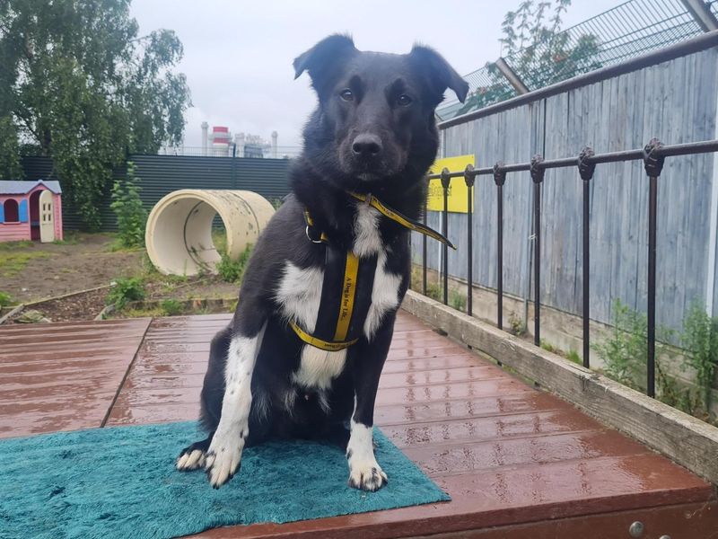 Decker | Collie Cross (Border)