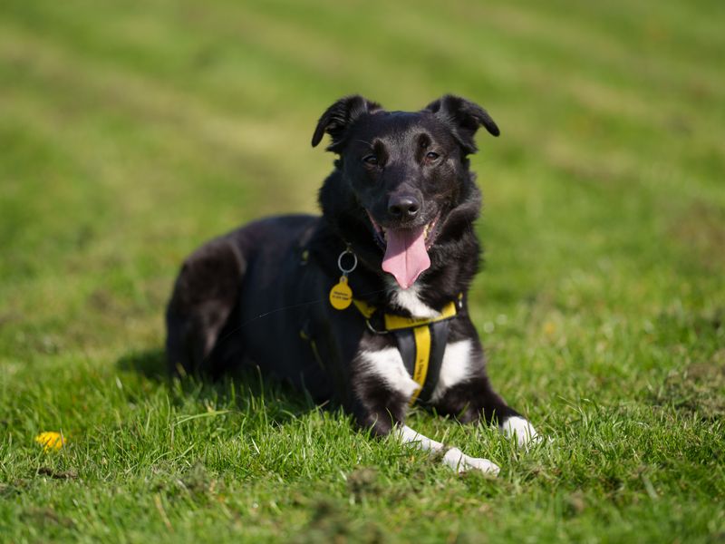 Decker | Collie Cross (Border)