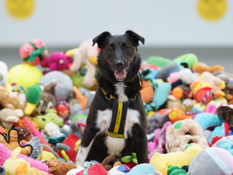 Decker | Collie Cross (Border)