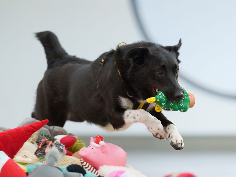 Decker | Collie Cross (Border)