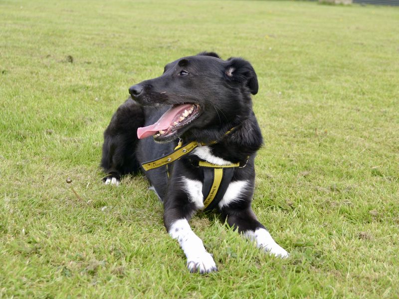 Decker | Collie Cross (Border)