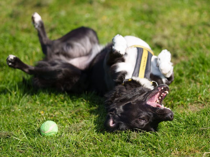 Decker | Collie Cross (Border)
