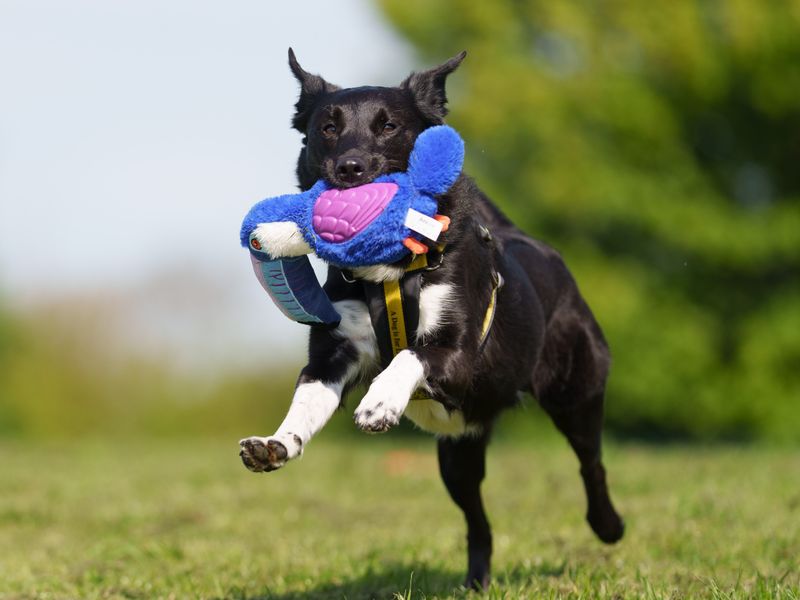 Decker | Collie Cross (Border)