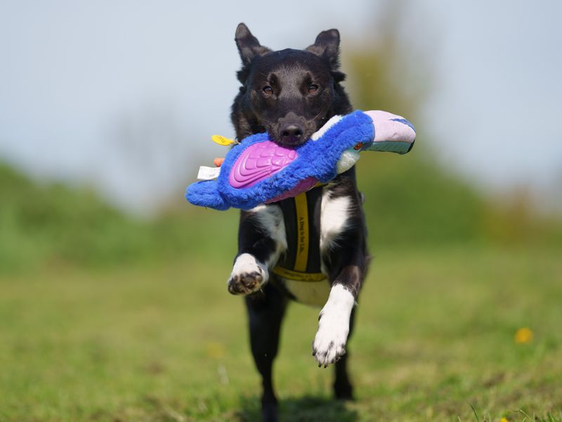 Decker | Collie Cross (Border)