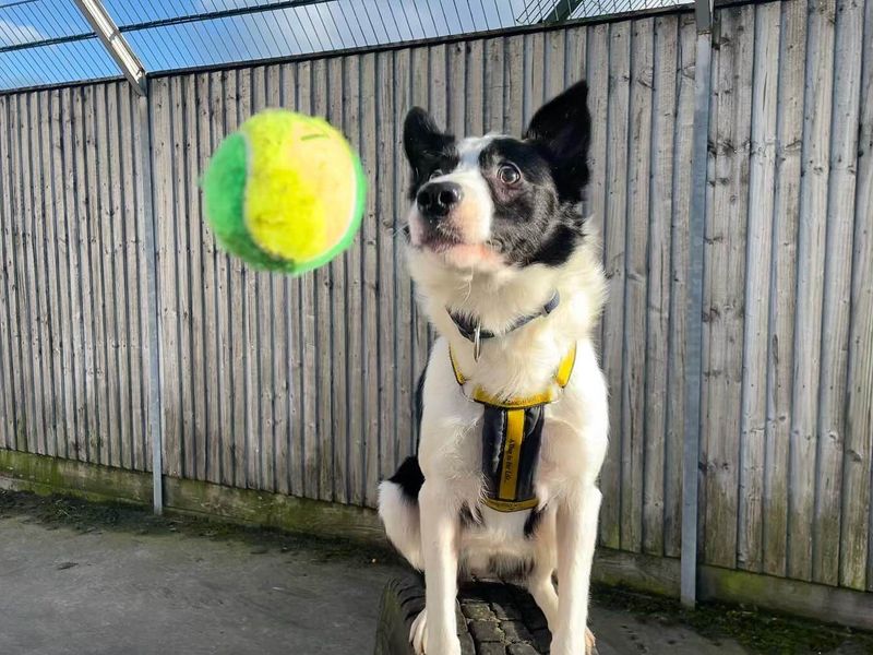 Oscar wilde | Collie Cross (Border)
