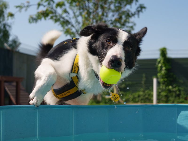 Oscar wilde | Collie Cross (Border)