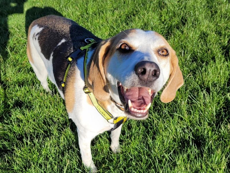 Georgie | Beagle
