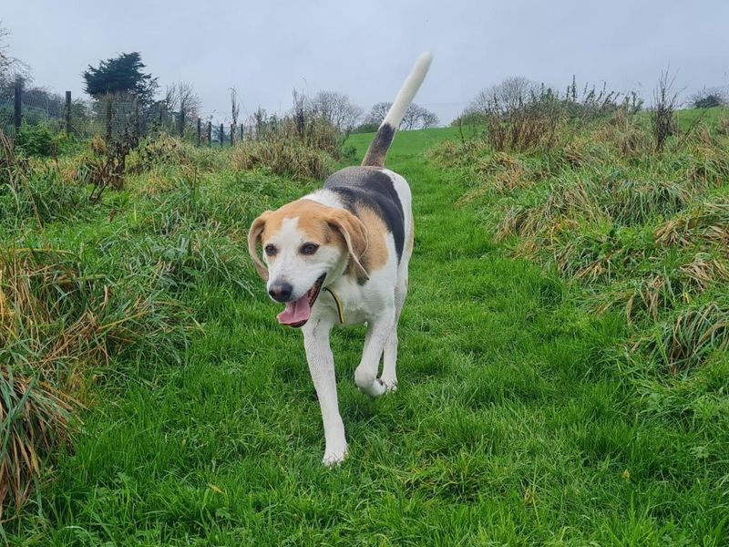 Georgie | Beagle