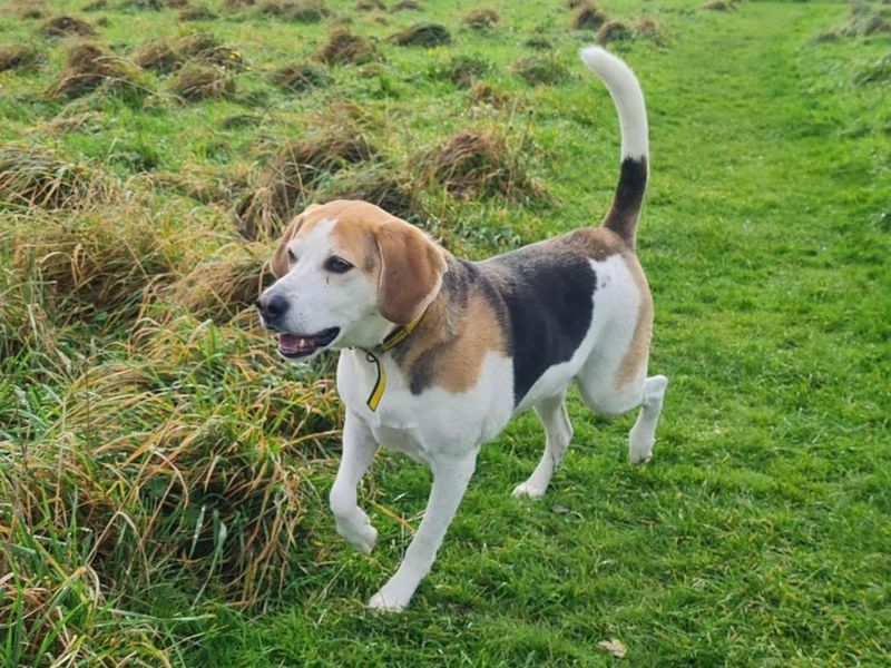 Georgie | Beagle