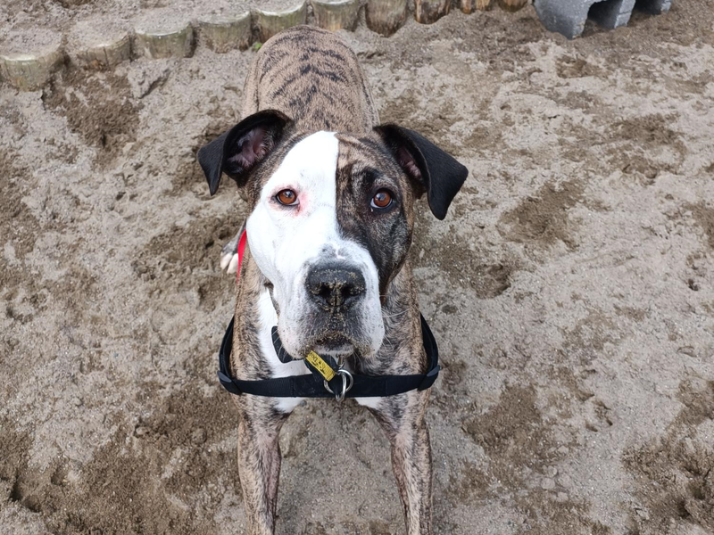 Tegan | A Crossbreed