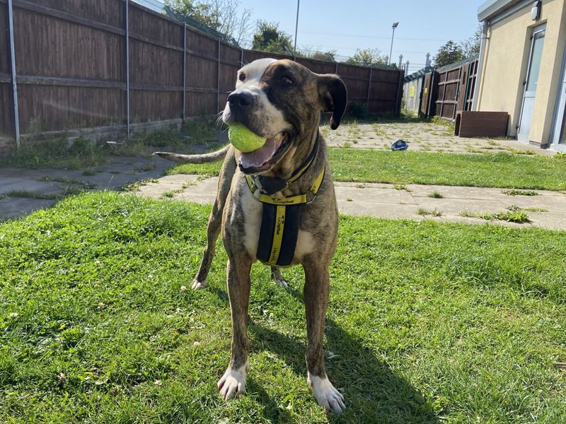 Tegan | A Crossbreed