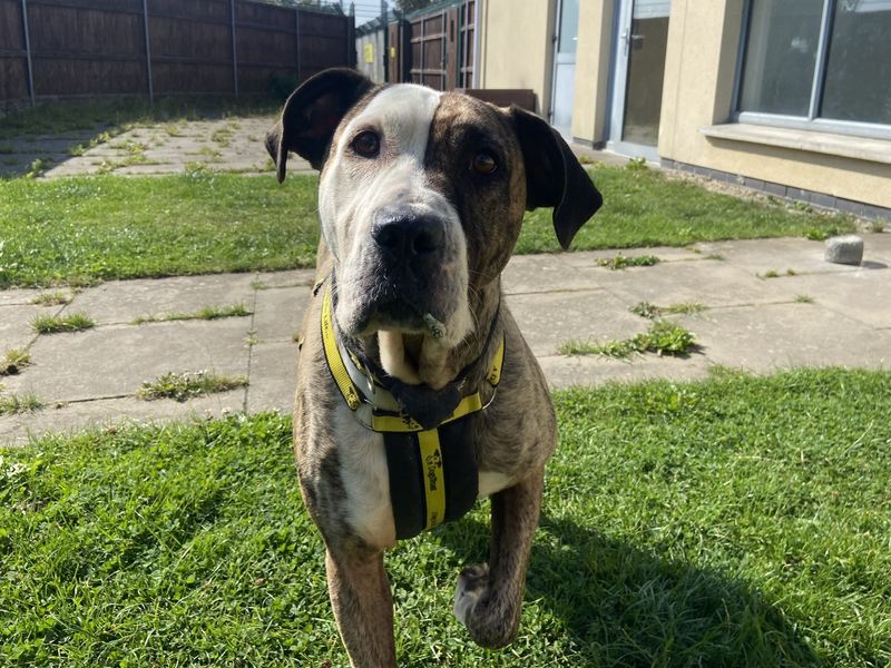 Tegan | A Crossbreed