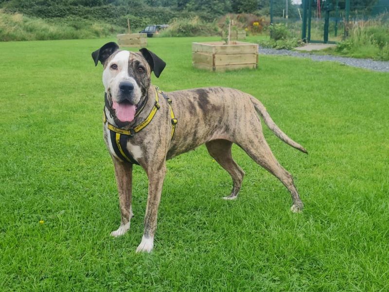 Tegan | A Crossbreed