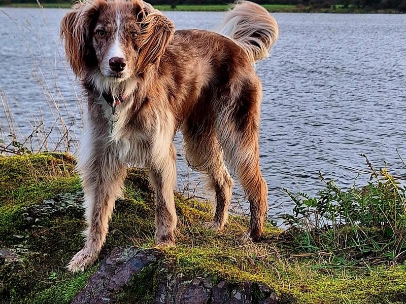 Meg | Collie Cross (Border)