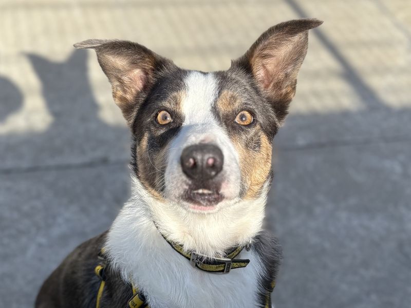 Rocky | Collie (Smooth)