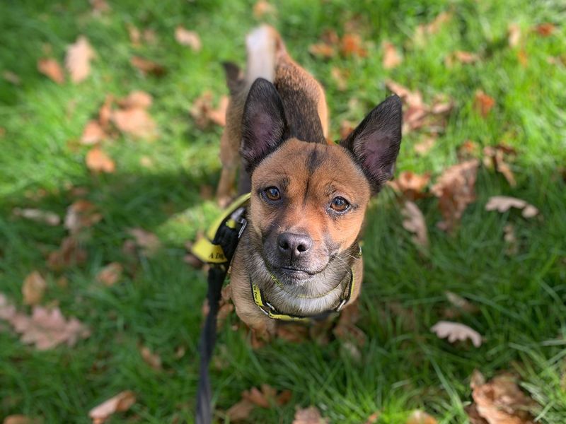 Violet | Terrier (Jack Russell)