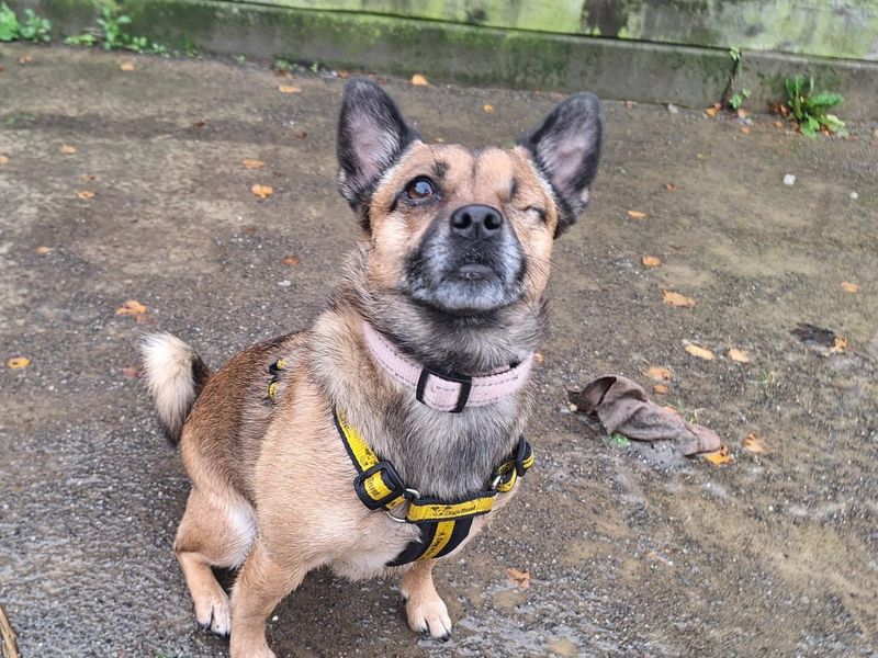 Violet | Terrier (Jack Russell)