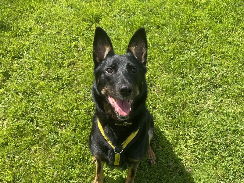 Rosie | German Shepherd Dog