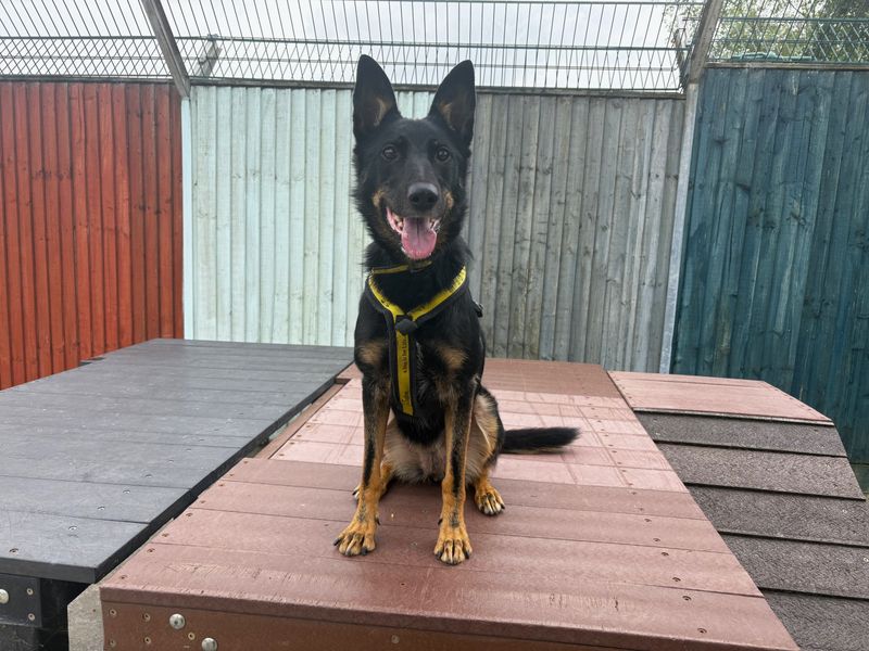 Rosie | German Shepherd Dog