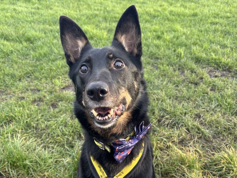 Rosie | German Shepherd Dog