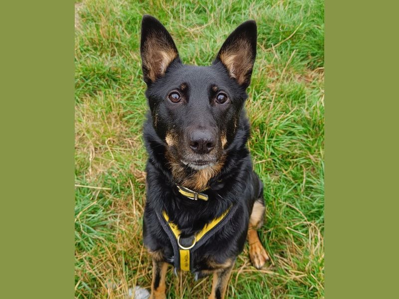 Rosie | German Shepherd Dog