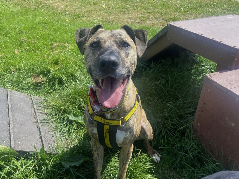 Chase | Crossbreed