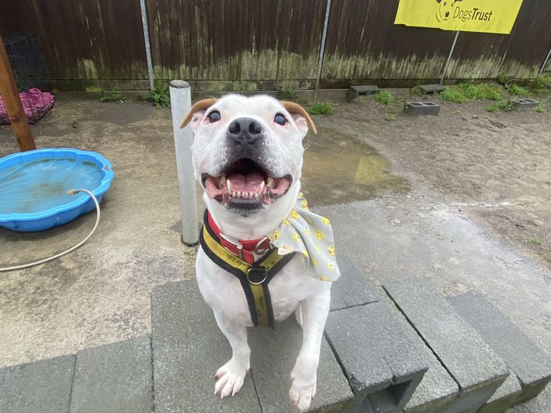 Mr bump | Terrier (Staffordshire Bull)
