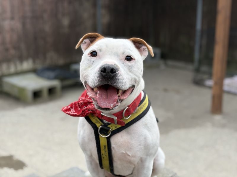 Mr bump | Terrier (Staffordshire Bull)