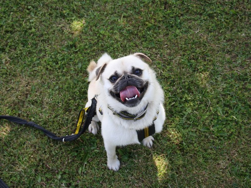 Peter | Pug
