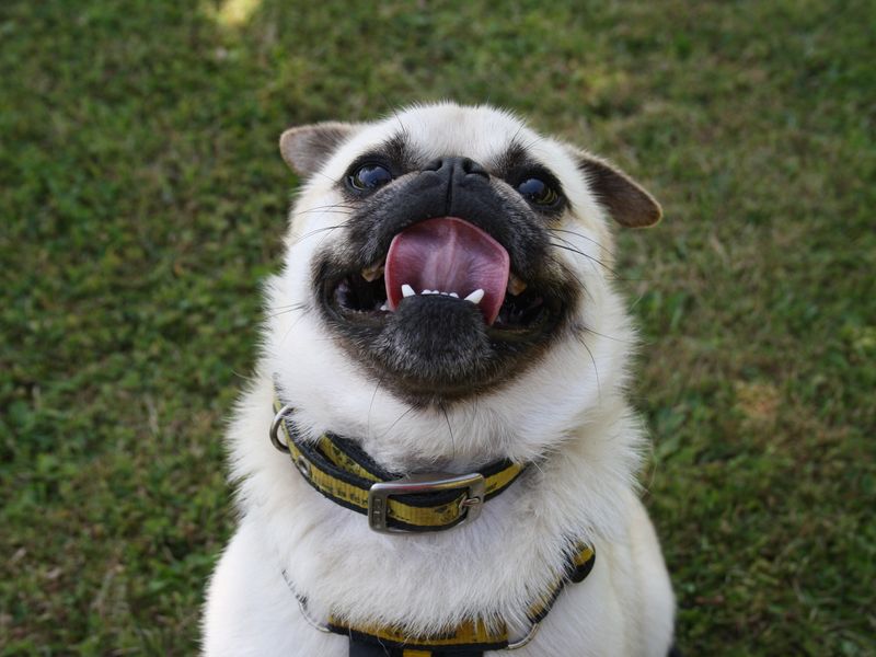 Peter | Pug