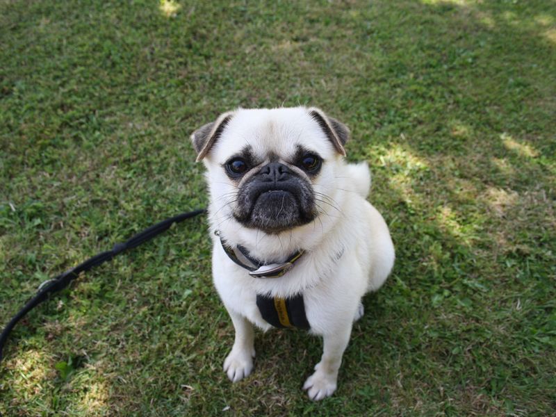 Peter | Pug