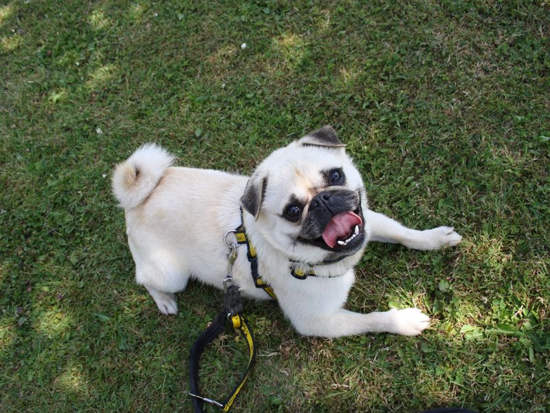 Peter | Pug