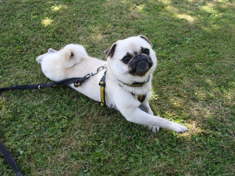Peter | Pug