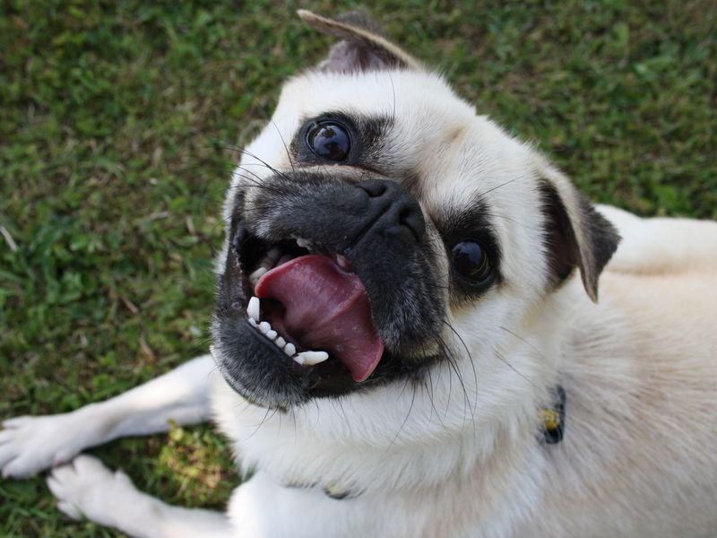 Peter | Pug