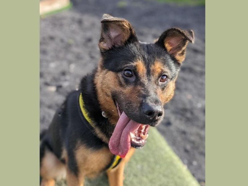 Myah | Crossbreed