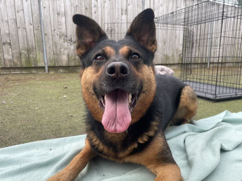 Myah | Crossbreed