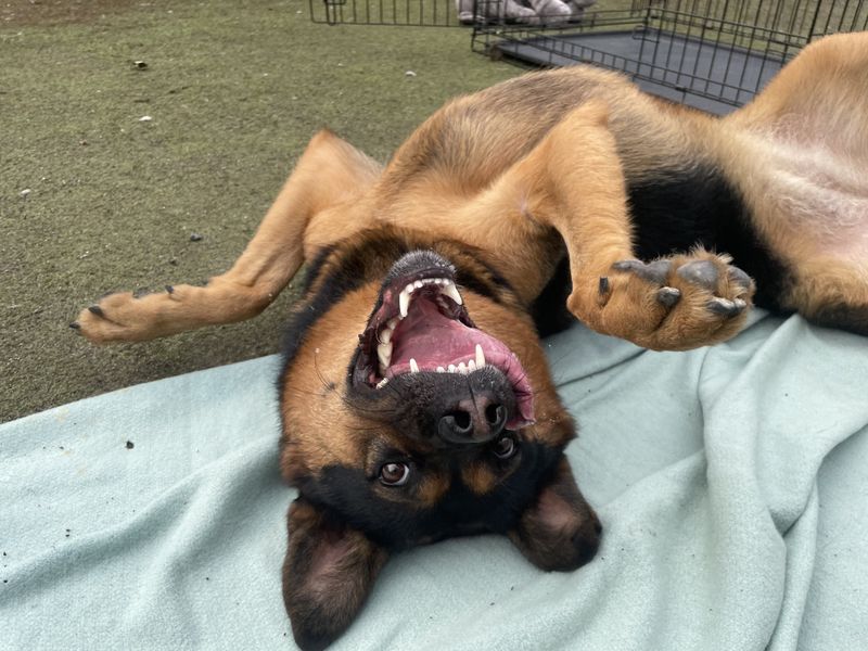Myah | Crossbreed
