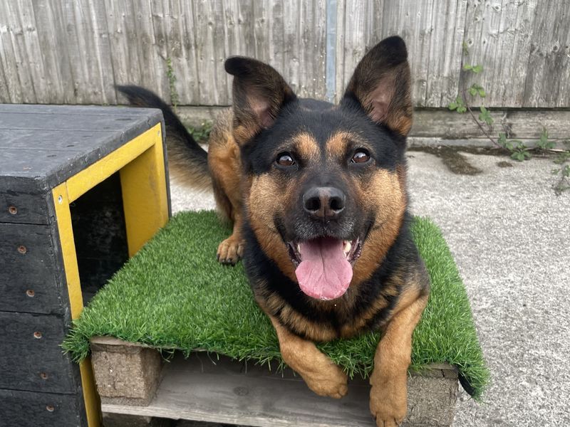 Myah | Crossbreed