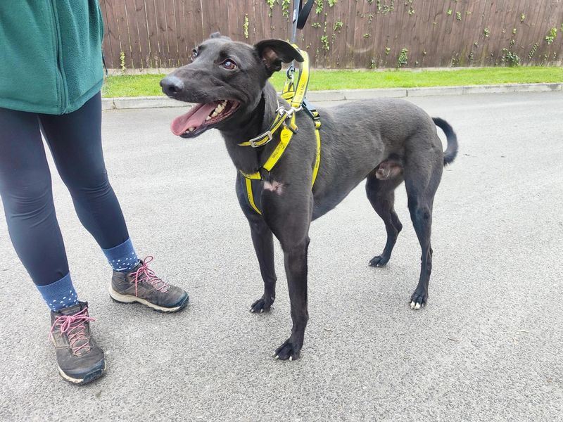 Perez | Lurcher