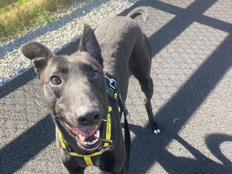 Perez | Lurcher