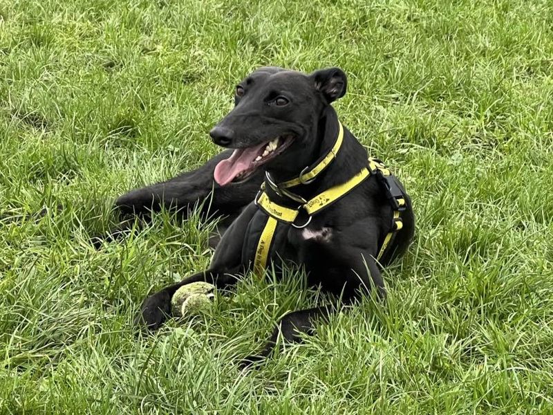 Perez | Lurcher